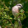 Neuntöter (Lanius collurio) Männchen