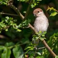 Neuntöter (Lanius collurio) Weibchen