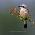 Neuntöter (Lanius collurio) Männchen
