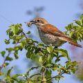 Neuntöter (Lanius collurio) Weibchen