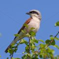 Neuntöter (Lanius collurio) Männchen