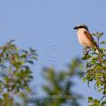 Neuntöter (Lanius collurio) Männchen im Biotop
