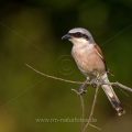 Neuntöter (Lanius collurio) Männchen