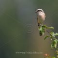 Neuntöter (Lanius collurio) Männchen