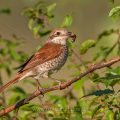 Neuntöter (Lanius collurio) Weibchen