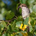 Neuntöter (Lanius collurio) Weibchen