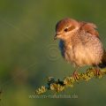 Neuntöter (Lanius collurio) Weibchen