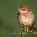 Neuntöter (Lanius collurio) Weibchen