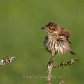 Neuntöter (Lanius collurio) Weibchen nach dem baden