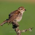 Neuntöter (Lanius collurio) Weibchen nach dem baden