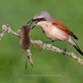 Neuntöter (Lanius collurio) Männchen