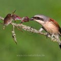Neuntöter (Lanius collurio) Männchen