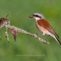 Neuntöter (Lanius collurio) Männchen