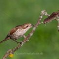 Neuntöter (Lanius collurio) Weibchen
