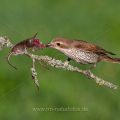 Neuntöter (Lanius collurio) Weibchen