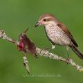 Neuntöter (Lanius collurio) Weibchen