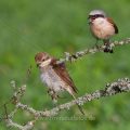 Neuntöter (Lanius collurio) Männchen und Weibchen