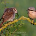 Neuntöter (Lanius collurio) Männchen und Weibchen