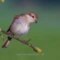 Neuntöter (Lanius collurio) Weibchen