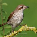 Neuntöter (Lanius collurio) Weibchen