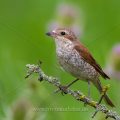 Neuntöter (Lanius collurio) Weibchen