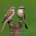 Neuntöter (Lanius collurio) Männchen und Weibchen