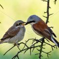 Neuntöter (Lanius collurio) Männchen füttert Jungvogel