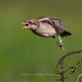 Neuntöter (Lanius collurio) flügger Jungvogel
