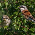 Neuntöter (Lanius collurio) Männchen füttert Jungvogel
