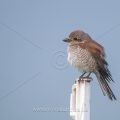 Neuntöter (Lanius collurio) Weibchen