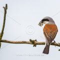 Neuntöter (Lanius collurio) Männchen mit Nistmaterial
