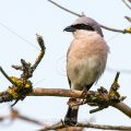 Neuntöter (Lanius collurio) Männchen