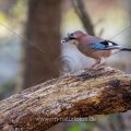 Eichelhäher (Garrulus glandarius)