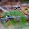 Eichelhäher (Garrulus glandarius)