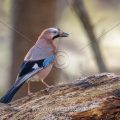 Eichelhäher (Garrulus glandarius)