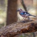 Eichelhäher (Garrulus glandarius)