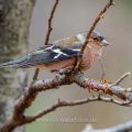 Buchfink (Fringilla coelebs) Männchen