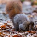Eichhörnchen (Sciurus vulgaris) vergräbt Futter