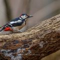 Buntspecht (Dendrocopos major) Männchen