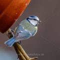 Blaumeise (Parus caeruleus)
