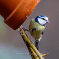 Blaumeise (Parus caeruleus)