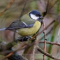 Kohlmeise (parus major)