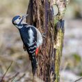 Buntspecht (Dendrocopos major) Weibchen