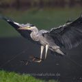 Graureiher (Ardea cinerea)