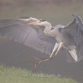 Graureiher (Ardea cinerea) Nebelbild nicht bearbeitet