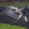 Graureiher (Ardea cinerea) Es ist das gleiche Bild wie das Nebelbild, aber in Lightroom bearbeitet