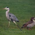 Graureiher (Ardea cinerea) und Nilgans