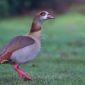 Nilgans (Alopochen aegyptiacus)