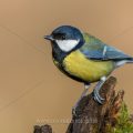 Kohlmeise (parus major)