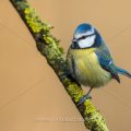 Blaumeise (Parus caeruleus)